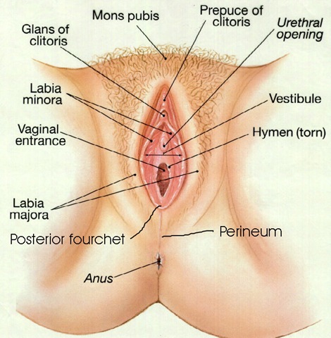vagina anatomy vulva anatomy
